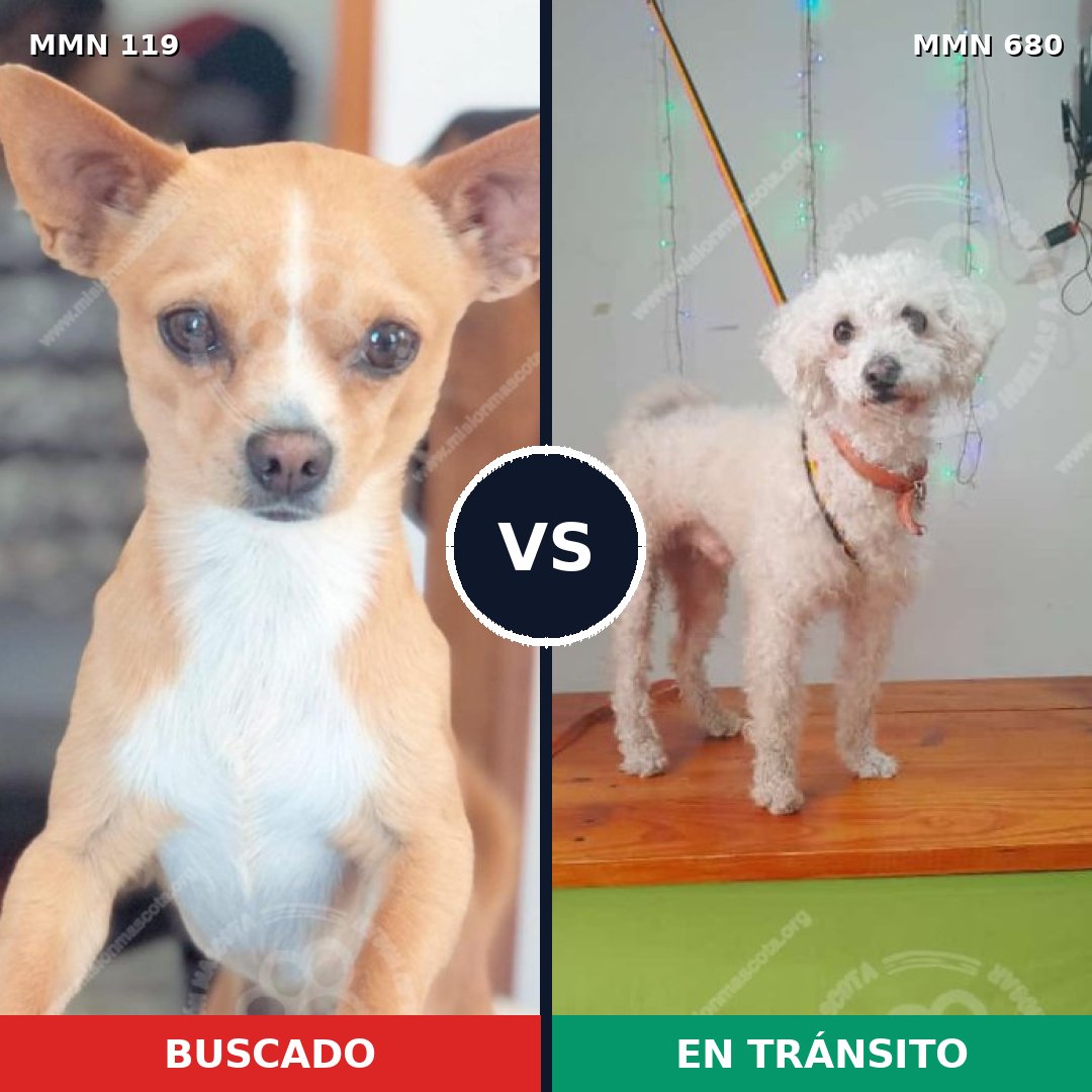 Comparativa MMS 3028: mascota perdida y mascota encontrada, 83% de similitud