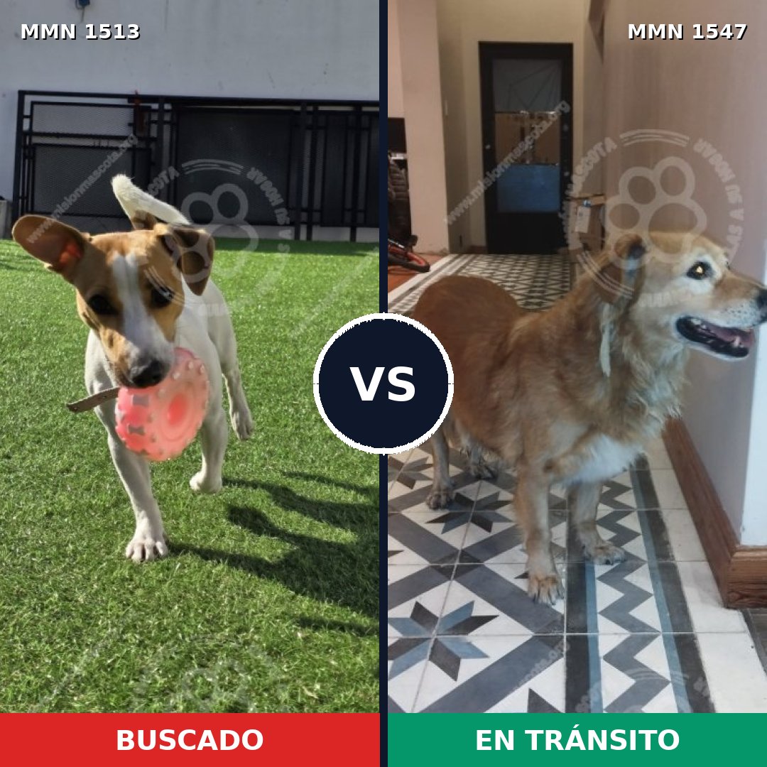 Comparativa MMS 30280: mascota perdida y mascota encontrada, 36% de similitud