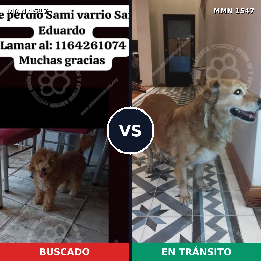Comparativa MMS 30281: mascota perdida y mascota encontrada, 47% de similitud