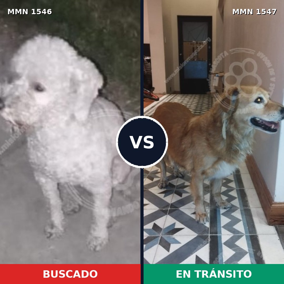 Comparativa MMS 30282: mascota perdida y mascota encontrada, 43% de similitud