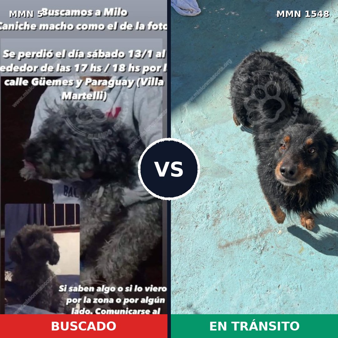 Comparativa MMS 30286: mascota perdida y mascota encontrada, 47% de similitud
