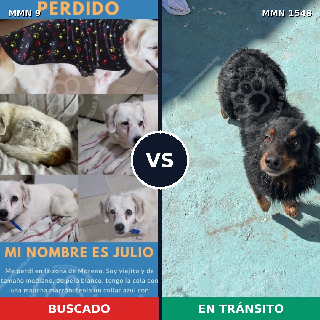 Comparativa MMS 30287: mascota perdida y mascota encontrada, 69% de similitud