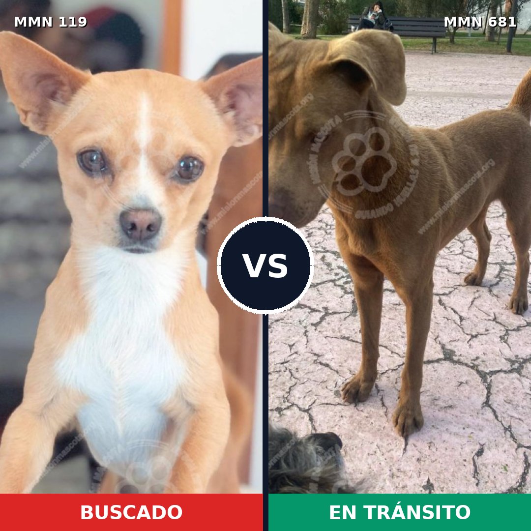 Comparativa MMS 3029: mascota perdida y mascota encontrada, 11% de similitud