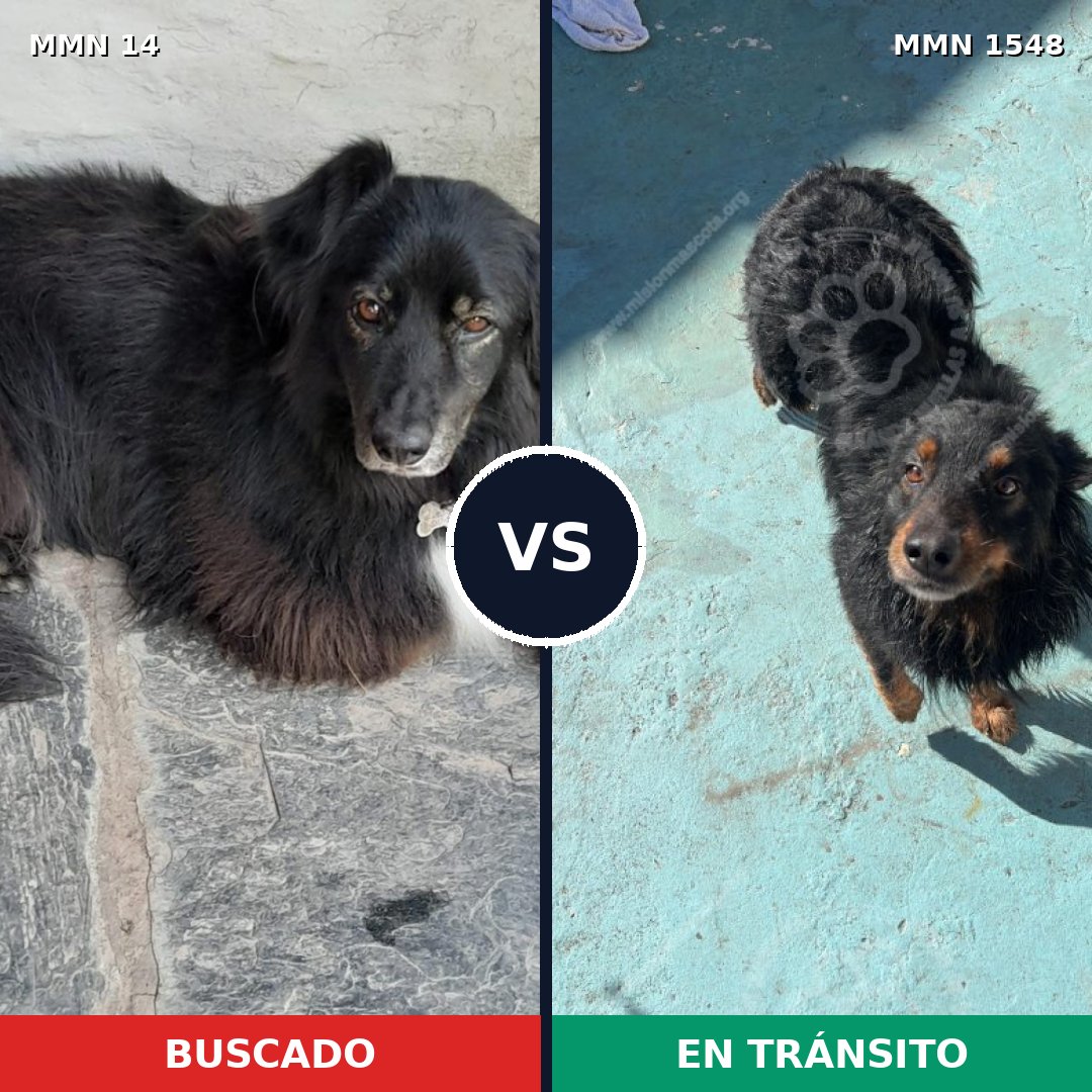 Comparativa MMS 30290: mascota perdida y mascota encontrada, 65% de similitud