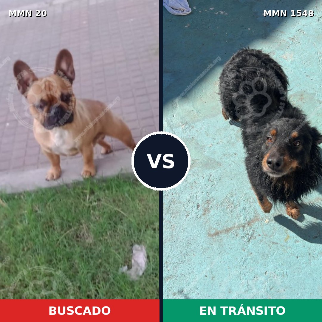 Comparativa MMS 30291: mascota perdida y mascota encontrada, 28% de similitud