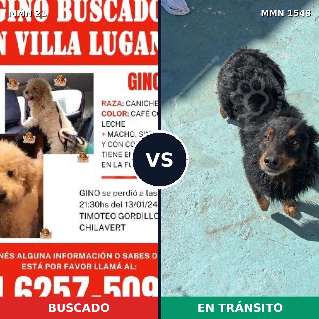 Comparativa MMS 30292: mascota perdida y mascota encontrada, 33% de similitud