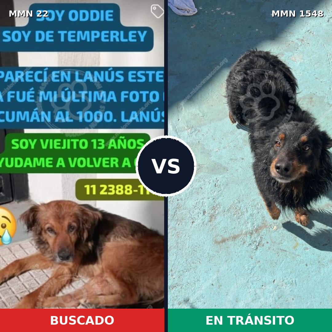 Comparativa MMS 30293: mascota perdida y mascota encontrada, 67% de similitud