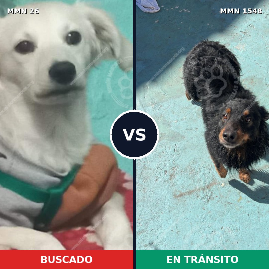 Comparativa MMS 30294: mascota perdida y mascota encontrada, 52% de similitud
