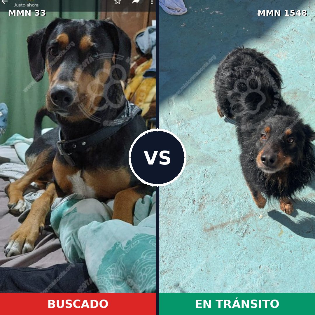 Comparativa MMS 30295: mascota perdida y mascota encontrada, 68% de similitud
