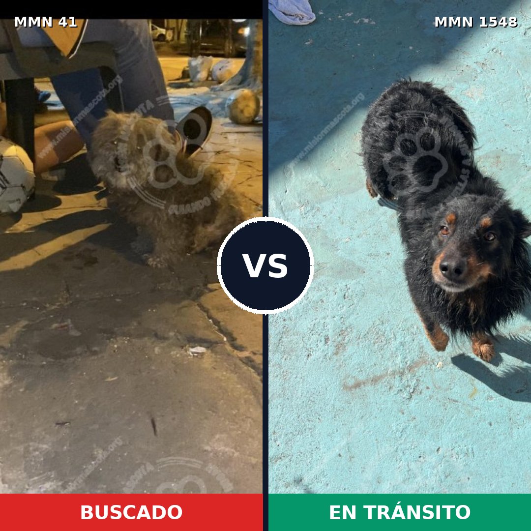 Comparativa MMS 30296: mascota perdida y mascota encontrada, 53% de similitud