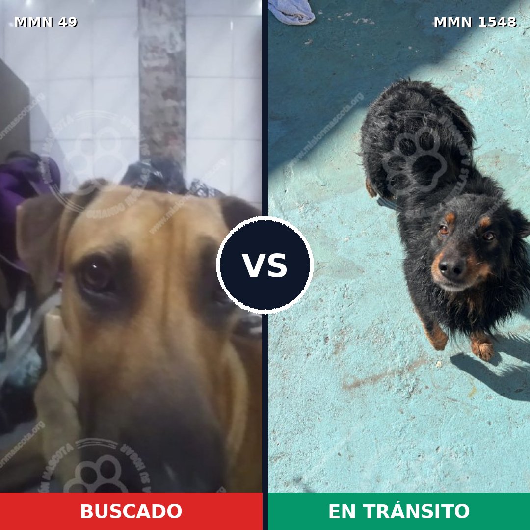Comparativa MMS 30297: mascota perdida y mascota encontrada, 57% de similitud
