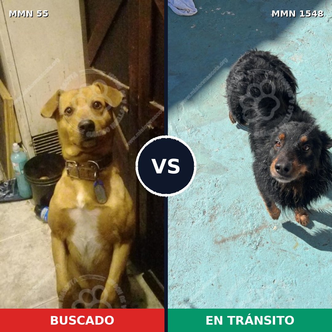 Comparativa MMS 30298: mascota perdida y mascota encontrada, 63% de similitud