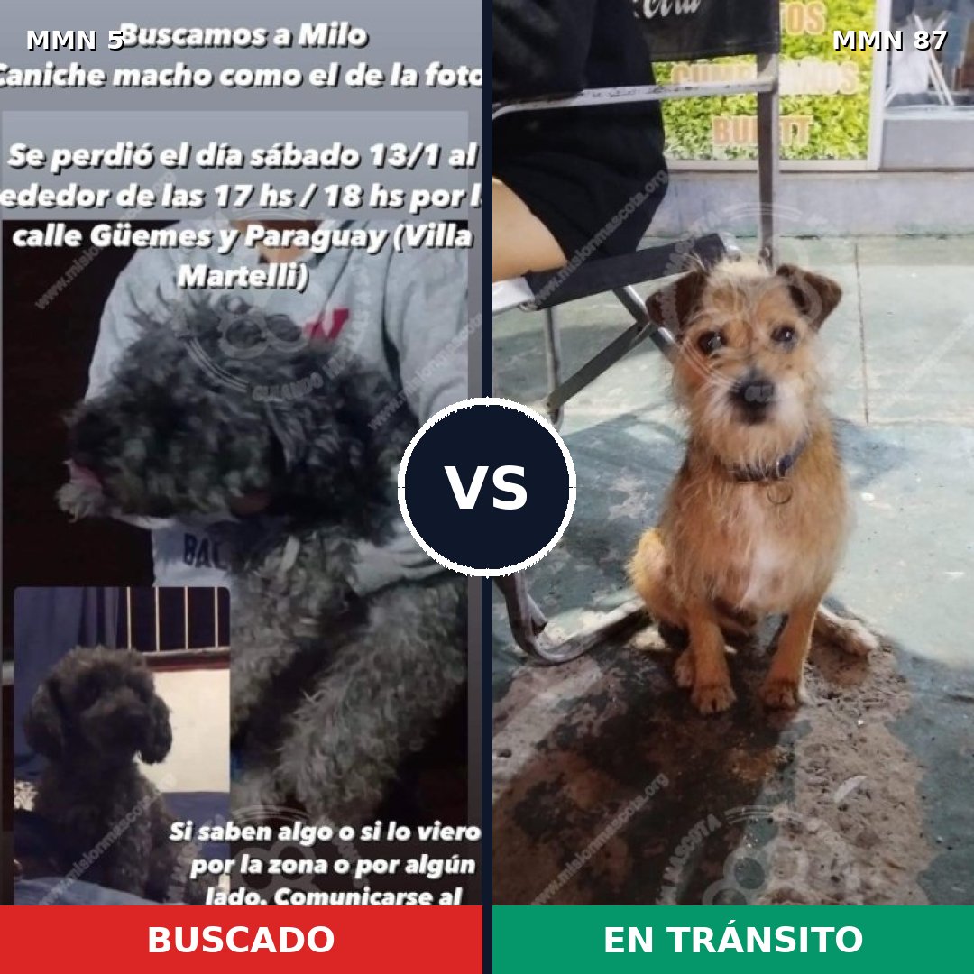 Comparativa MMS 303: mascota perdida y mascota encontrada, 28% de similitud