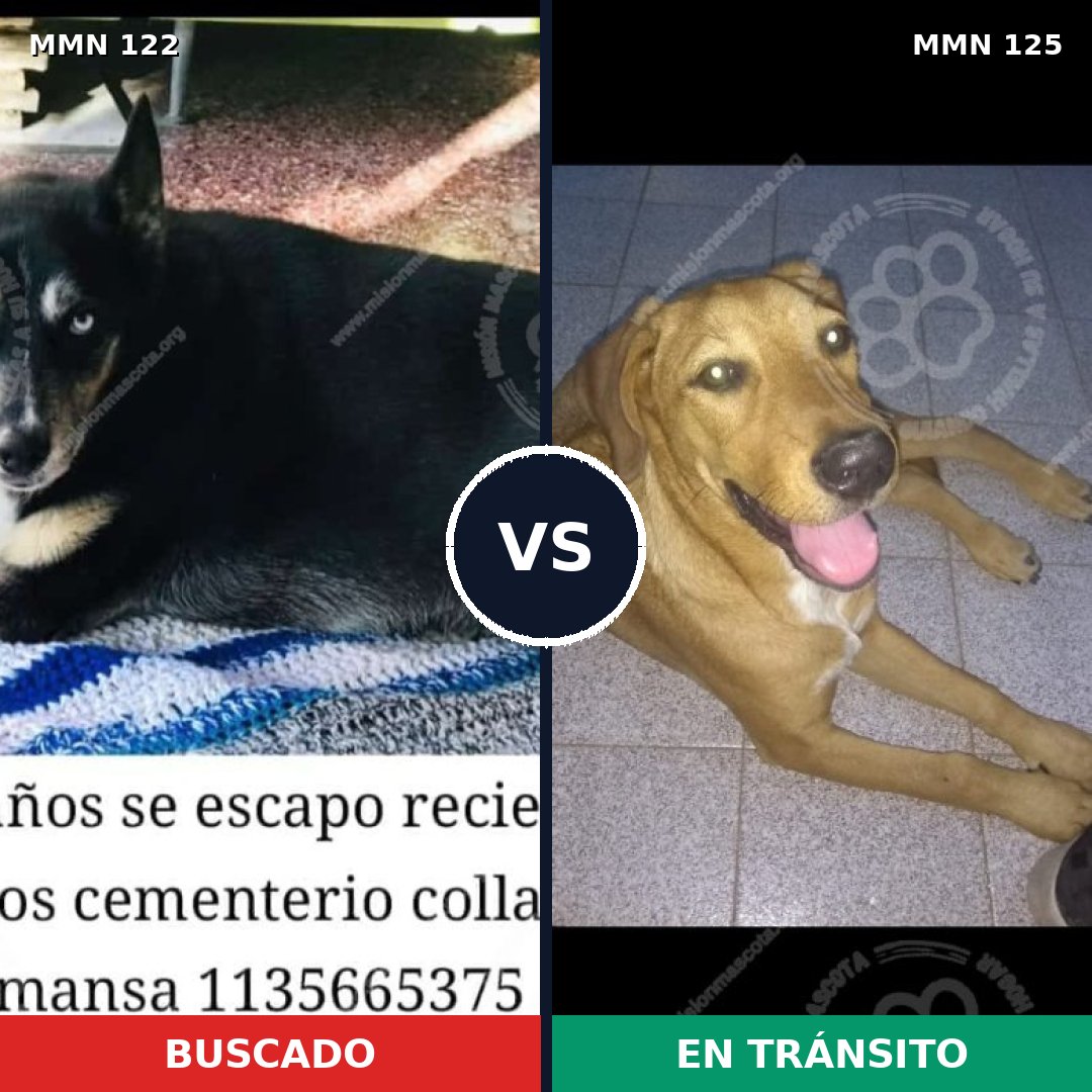 Comparativa MMS 3030: mascota perdida y mascota encontrada, 55% de similitud