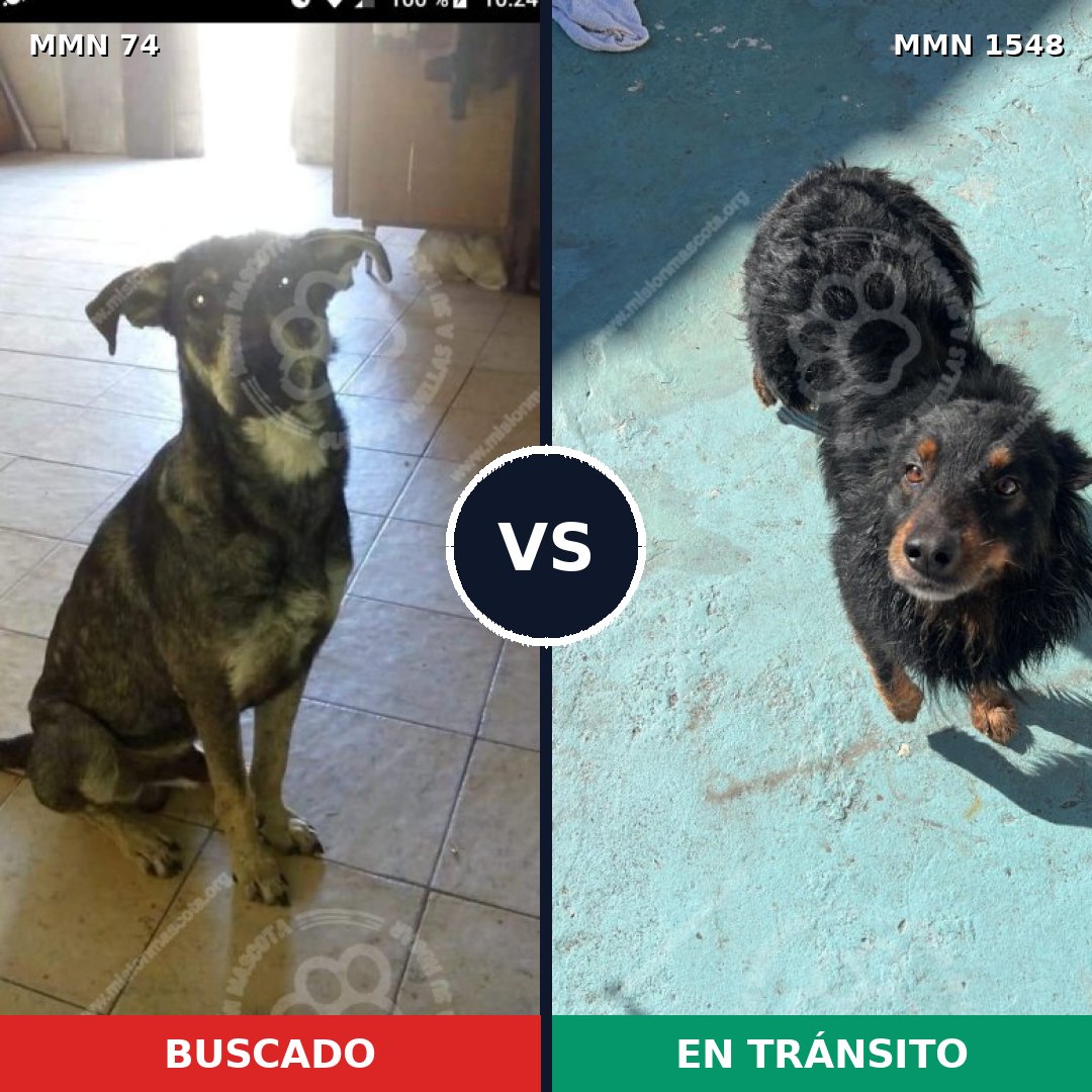 Comparativa MMS 30300: mascota perdida y mascota encontrada, 62% de similitud