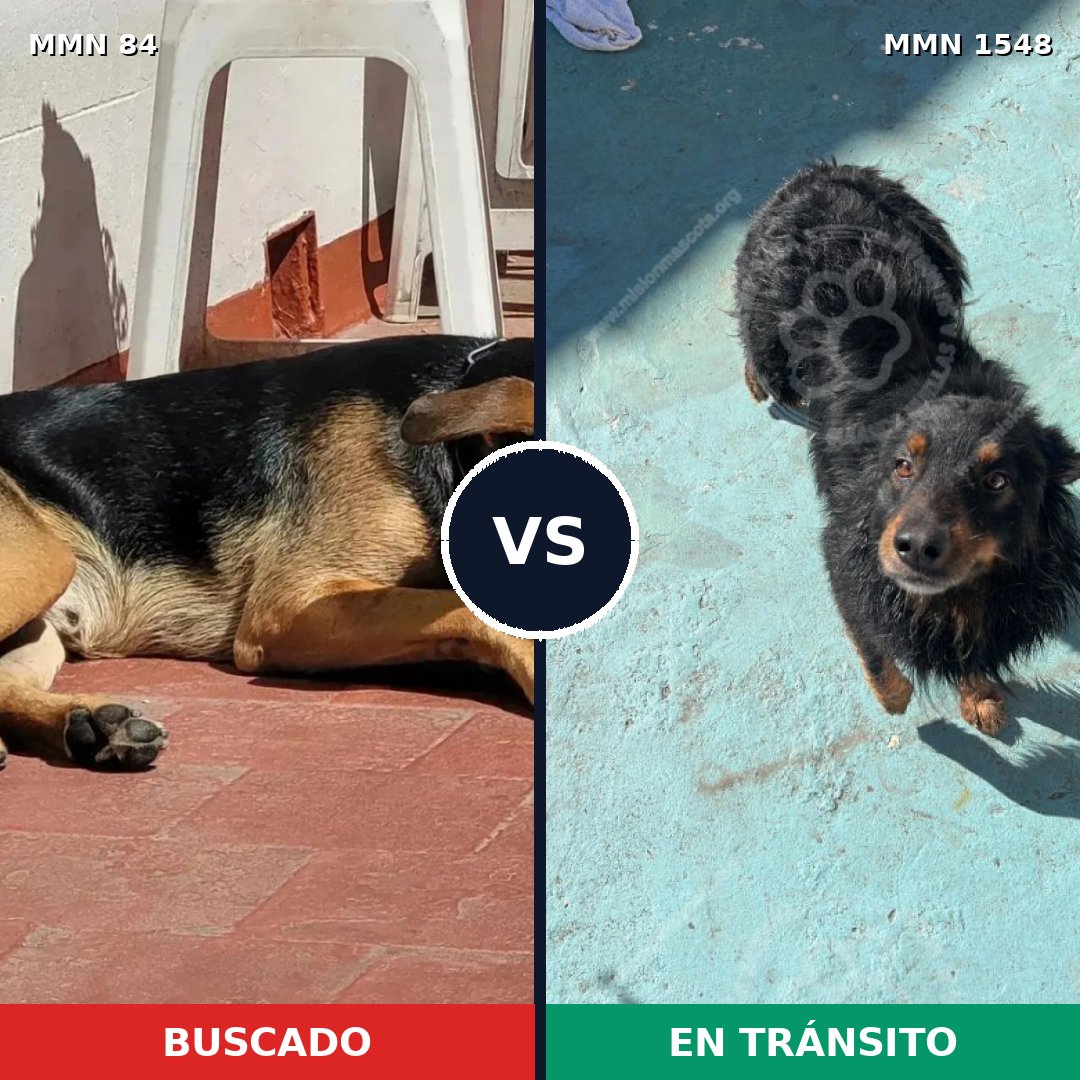 Comparativa MMS 30301: mascota perdida y mascota encontrada, 69% de similitud