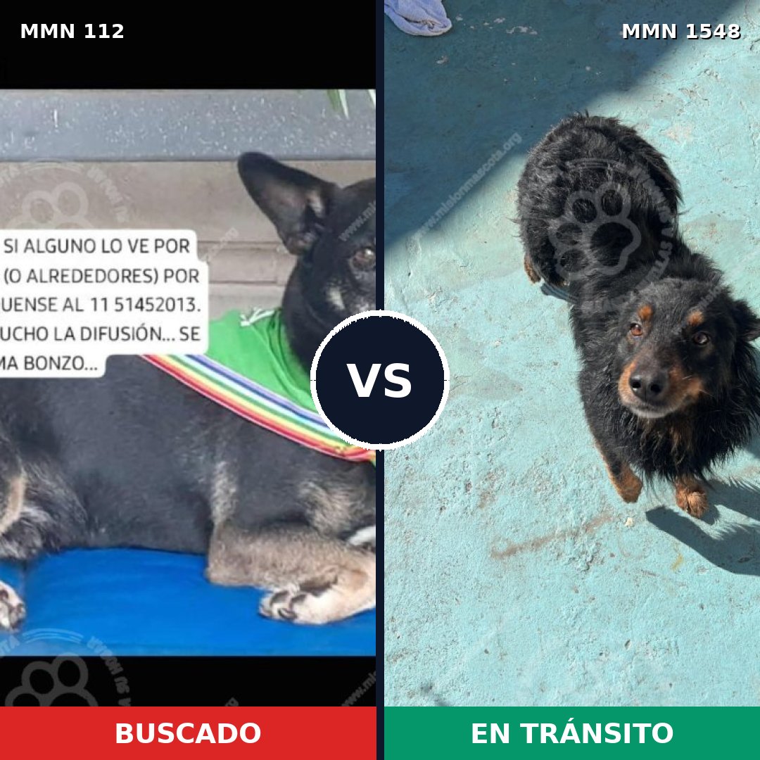 Comparativa MMS 30302: mascota perdida y mascota encontrada, 71% de similitud