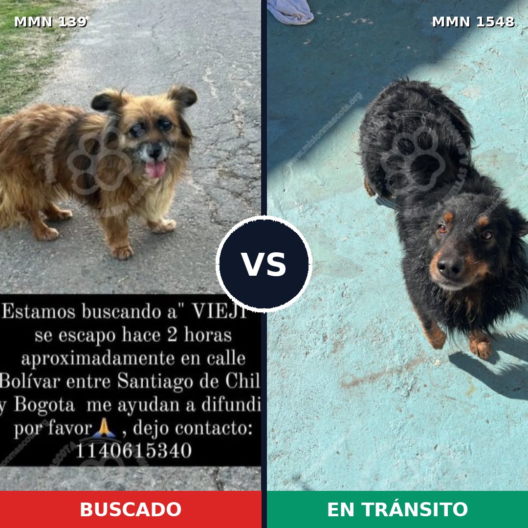 Comparativa MMS 30303: mascota perdida y mascota encontrada, 70% de similitud