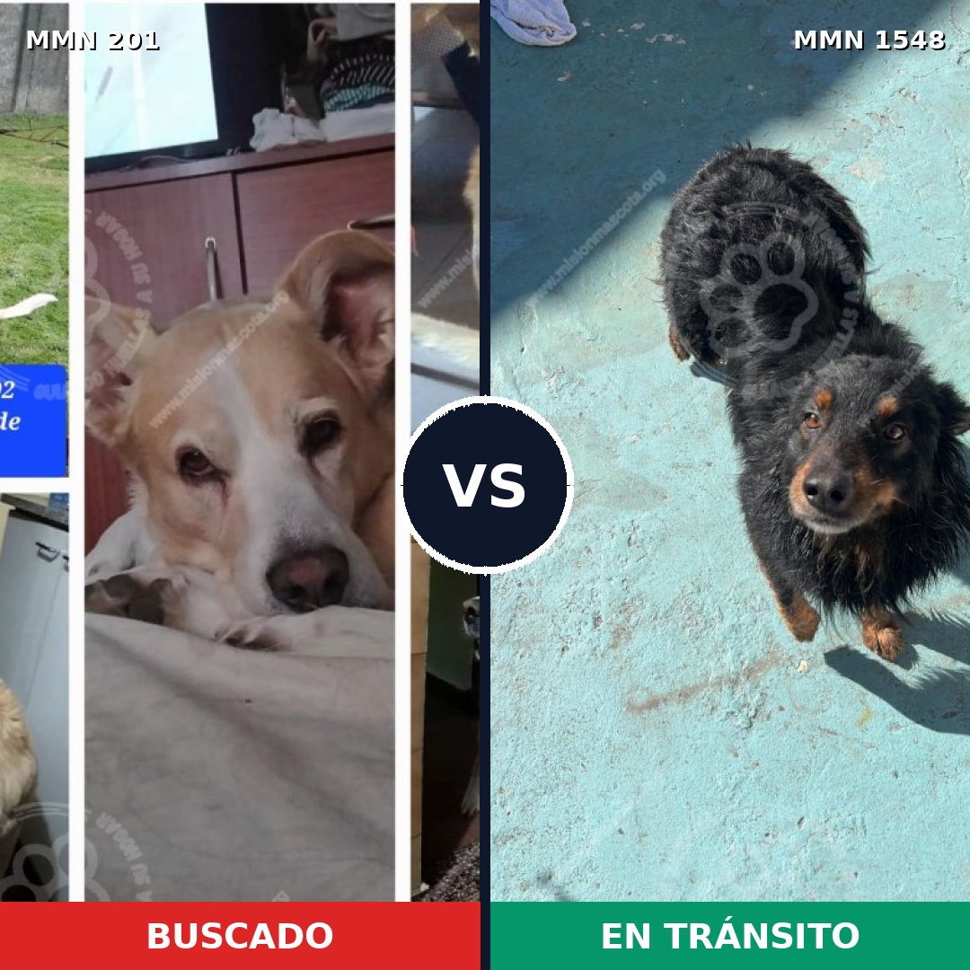 Comparativa MMS 30304: mascota perdida y mascota encontrada, 61% de similitud