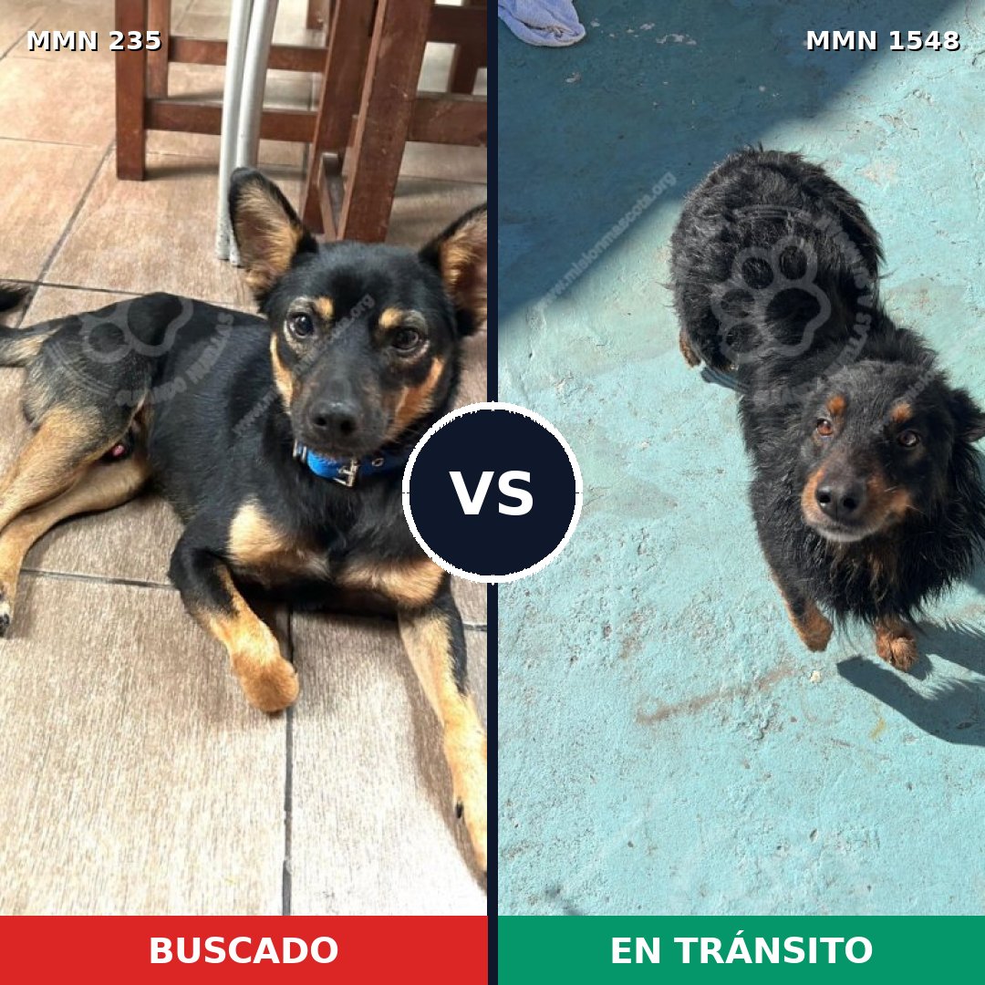Comparativa MMS 30305: mascota perdida y mascota encontrada, 68% de similitud