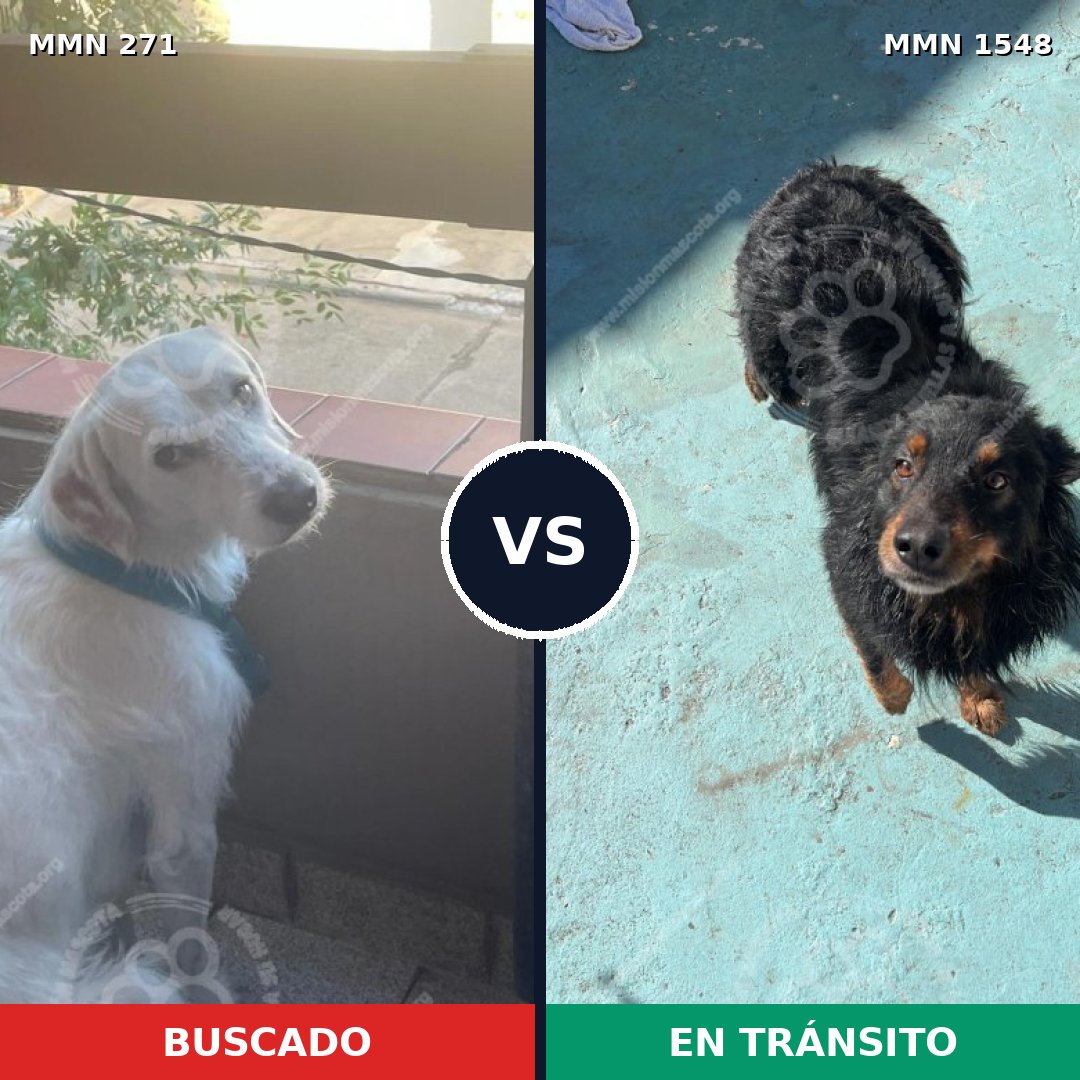 Comparativa MMS 30306: mascota perdida y mascota encontrada, 64% de similitud