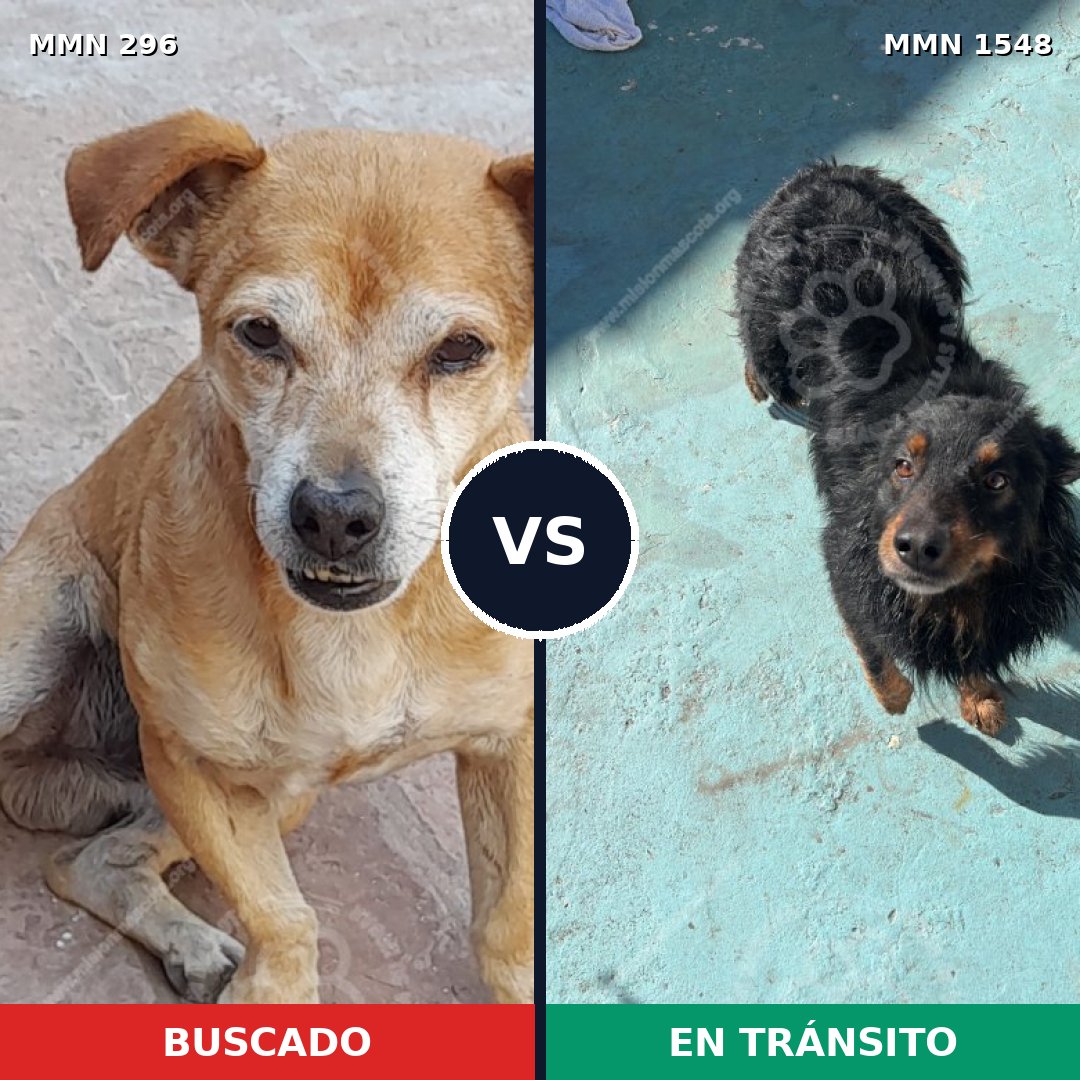 Comparativa MMS 30307: mascota perdida y mascota encontrada, 63% de similitud