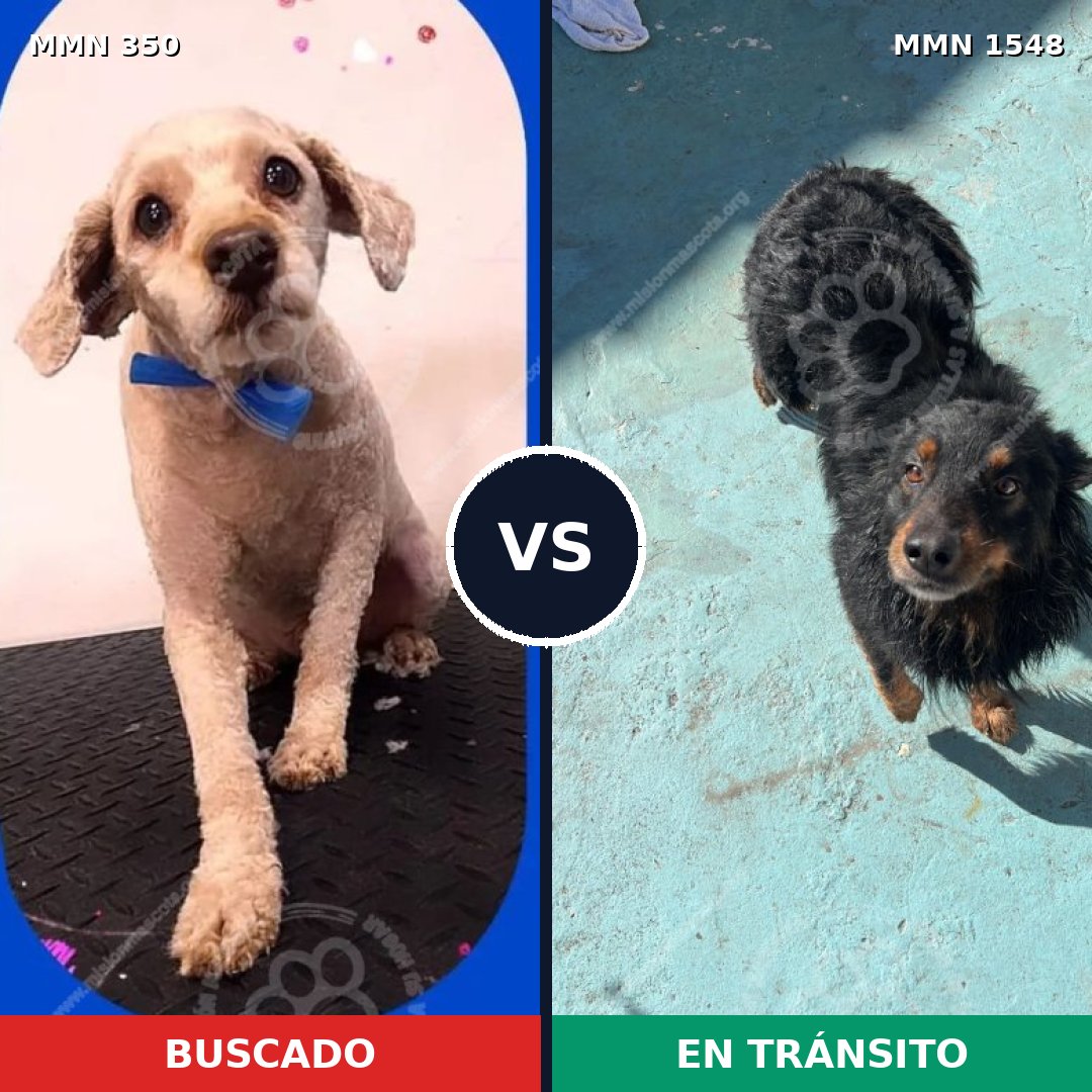 Comparativa MMS 30308: mascota perdida y mascota encontrada, 40% de similitud