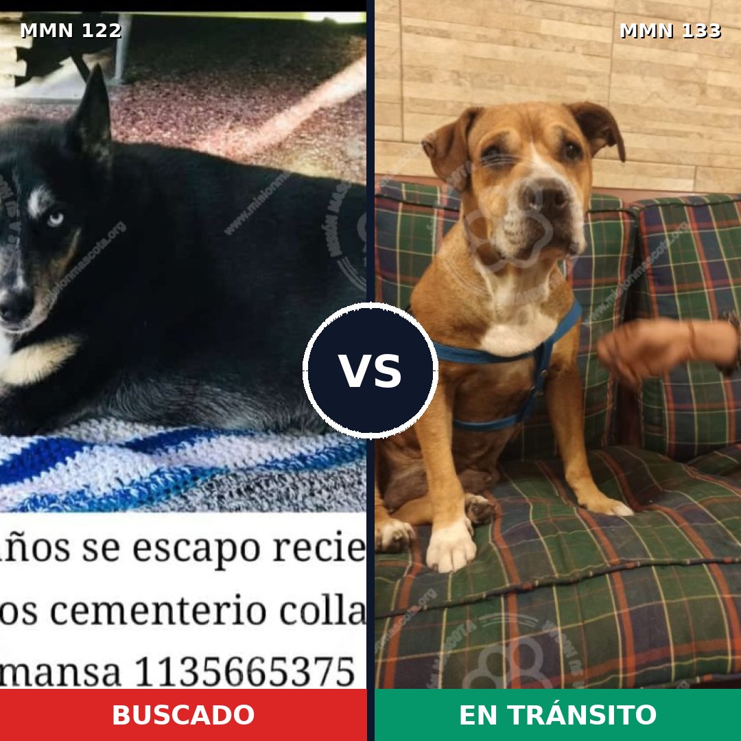 Comparativa MMS 3031: mascota perdida y mascota encontrada, 60% de similitud