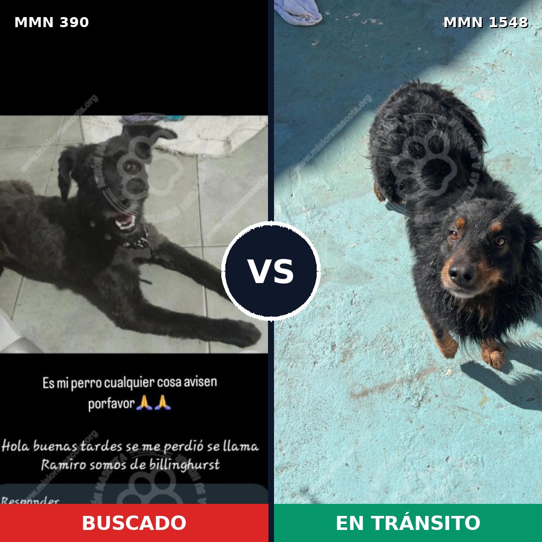 Comparativa MMS 30310: mascota perdida y mascota encontrada, 54% de similitud