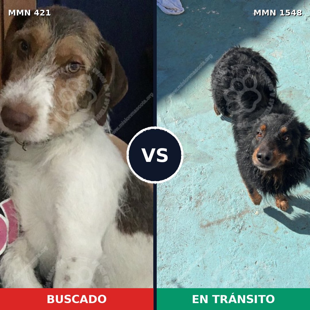 Comparativa MMS 30312: mascota perdida y mascota encontrada, 71% de similitud