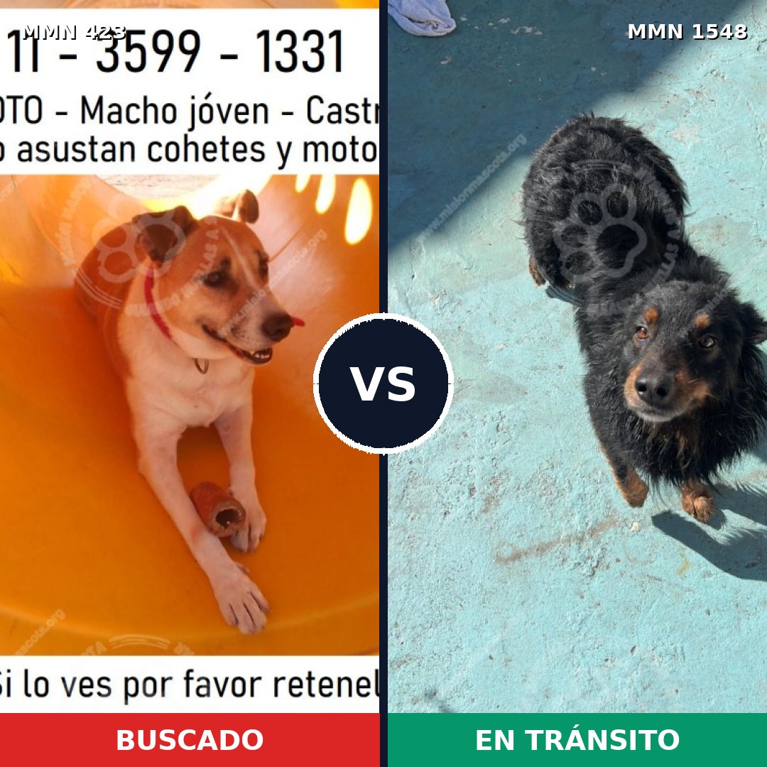 Comparativa MMS 30313: mascota perdida y mascota encontrada, 70% de similitud