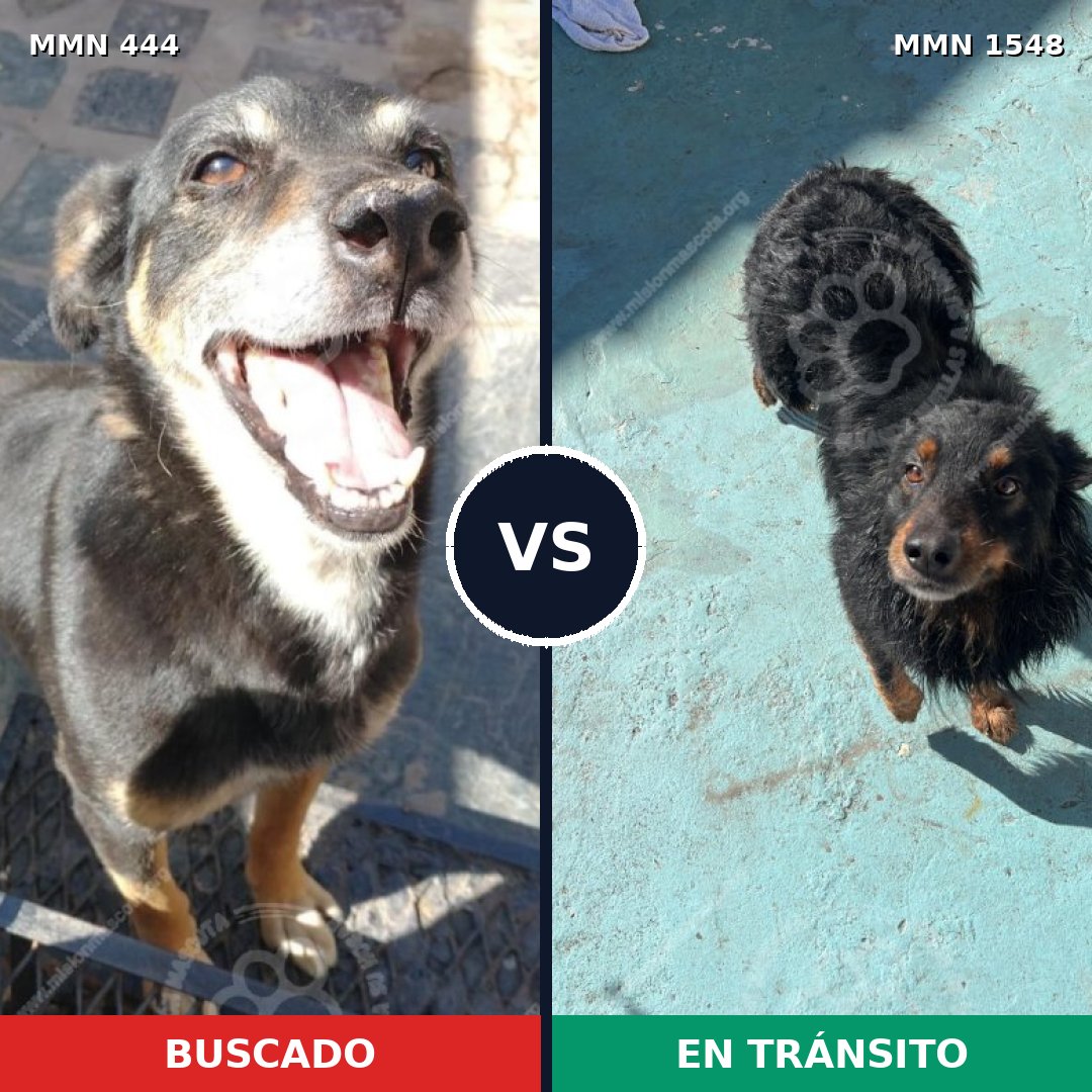 Comparativa MMS 30315: mascota perdida y mascota encontrada, 57% de similitud