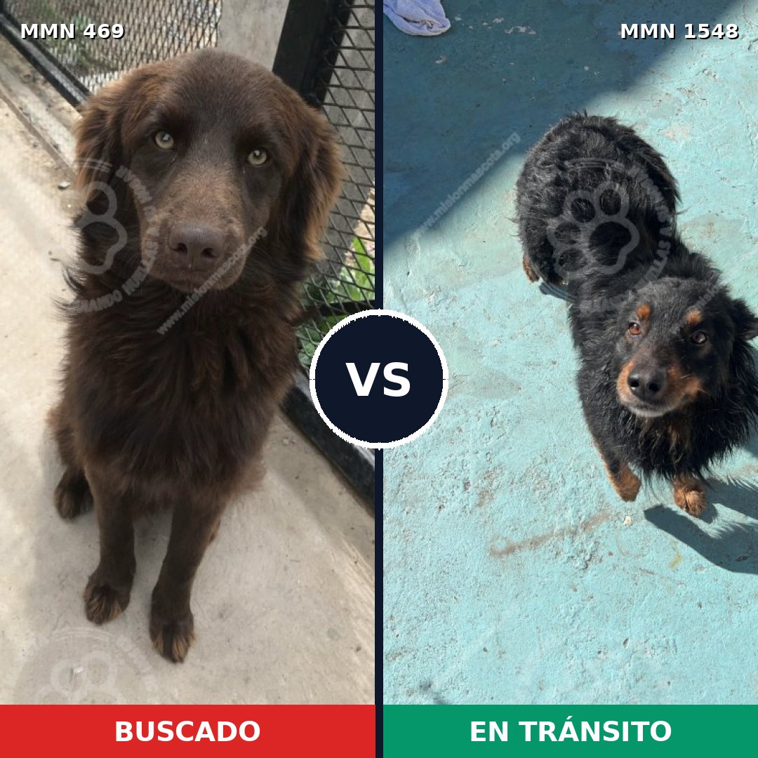 Comparativa MMS 30317: mascota perdida y mascota encontrada, 68% de similitud