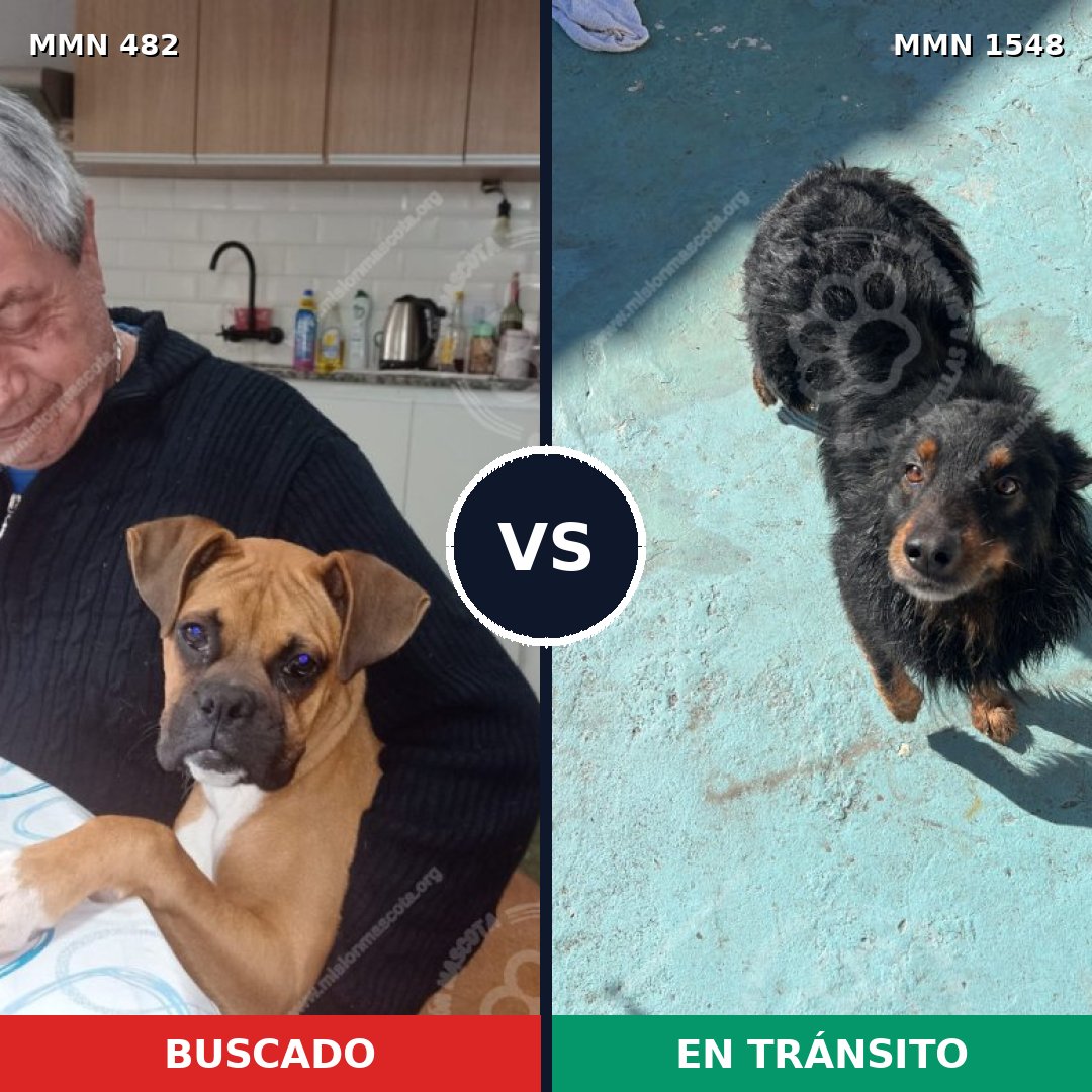 Comparativa MMS 30319: mascota perdida y mascota encontrada, 33% de similitud