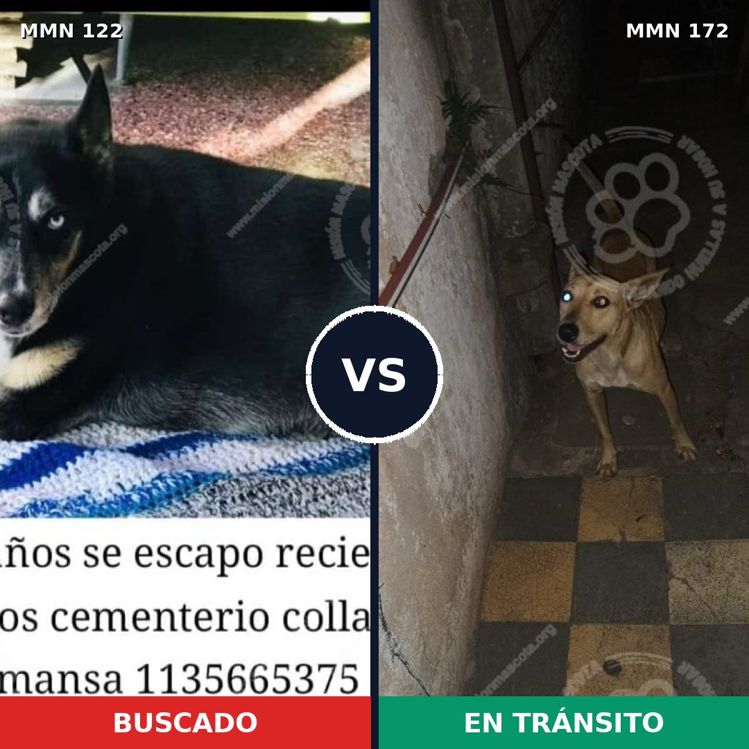 Comparativa MMS 3032: mascota perdida y mascota encontrada, 60% de similitud