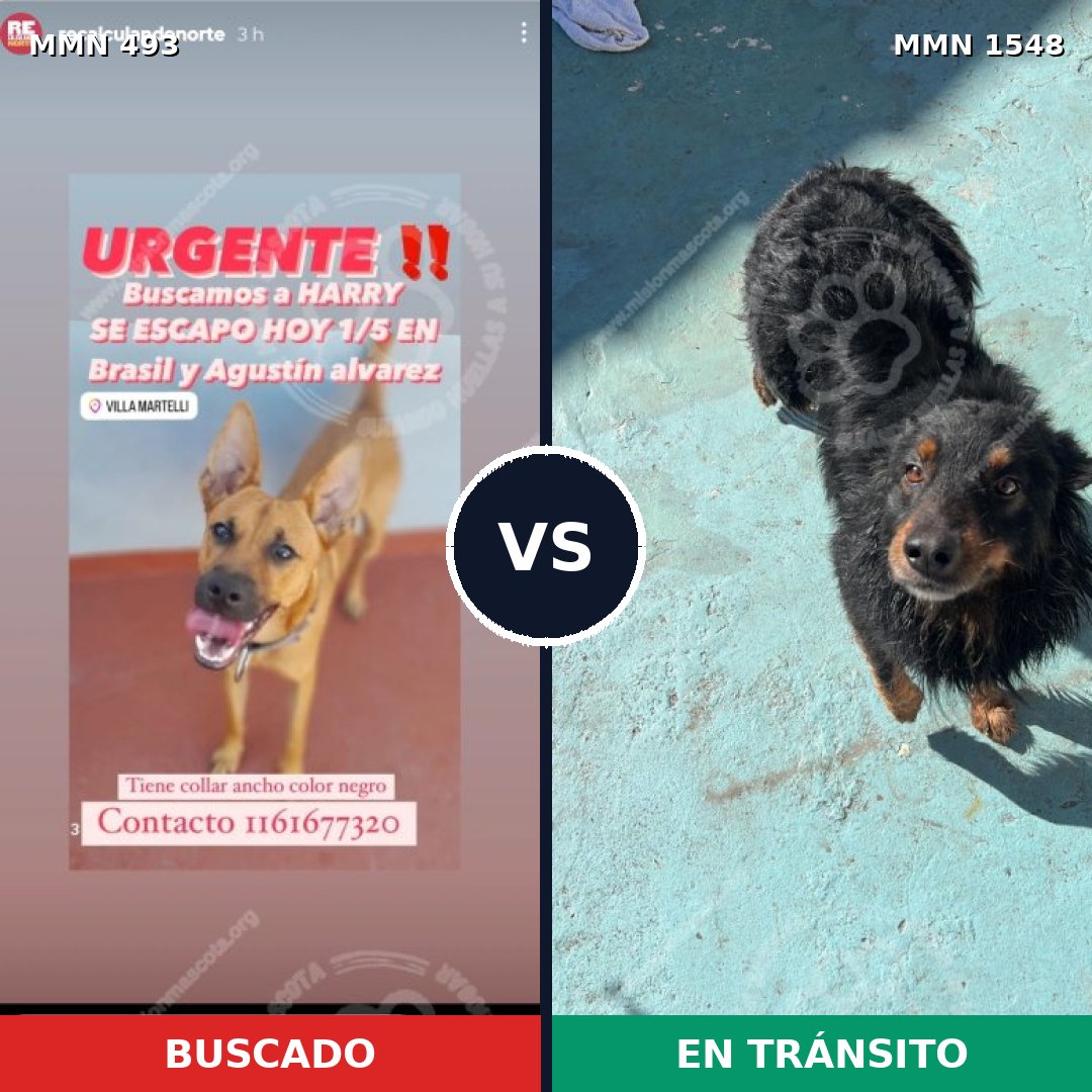 Comparativa MMS 30321: mascota perdida y mascota encontrada, 68% de similitud