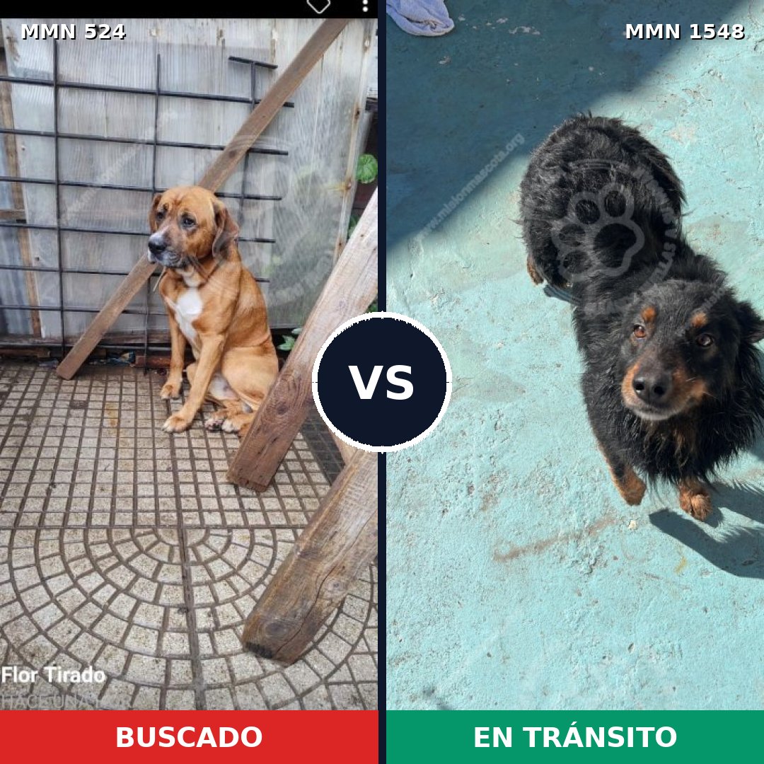 Comparativa MMS 30322: mascota perdida y mascota encontrada, 64% de similitud