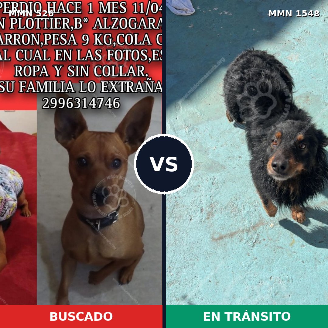 Comparativa MMS 30323: mascota perdida y mascota encontrada, 33% de similitud