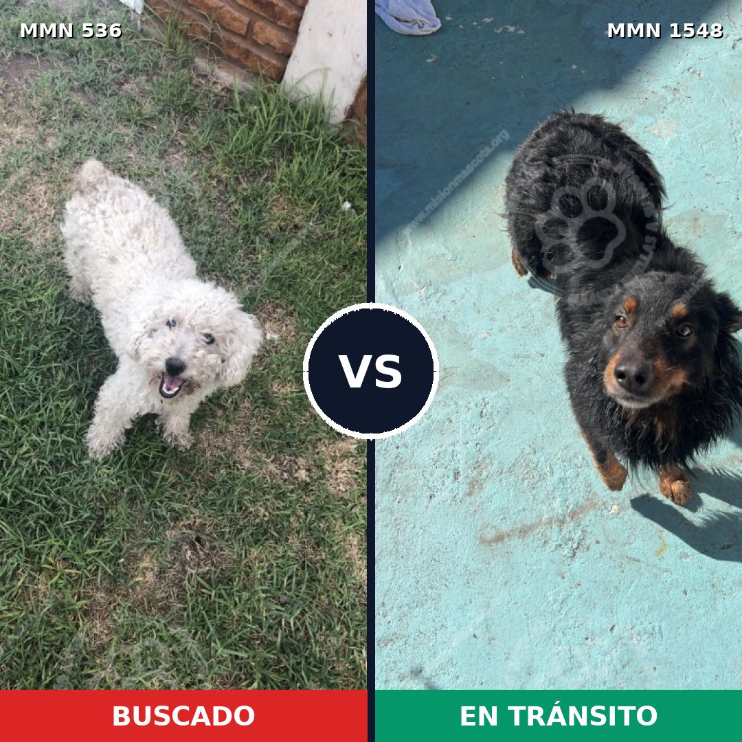 Comparativa MMS 30325: mascota perdida y mascota encontrada, 35% de similitud