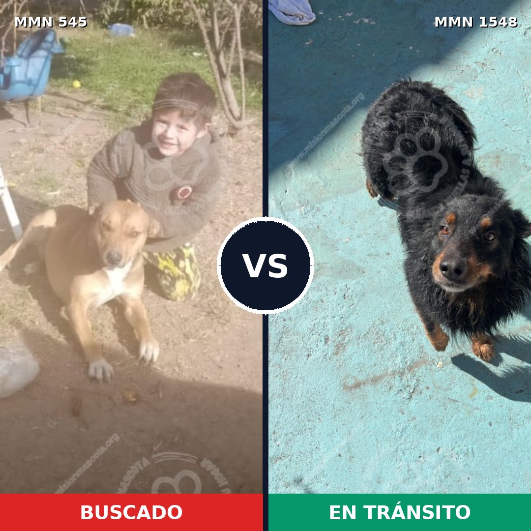 Comparativa MMS 30326: mascota perdida y mascota encontrada, 46% de similitud