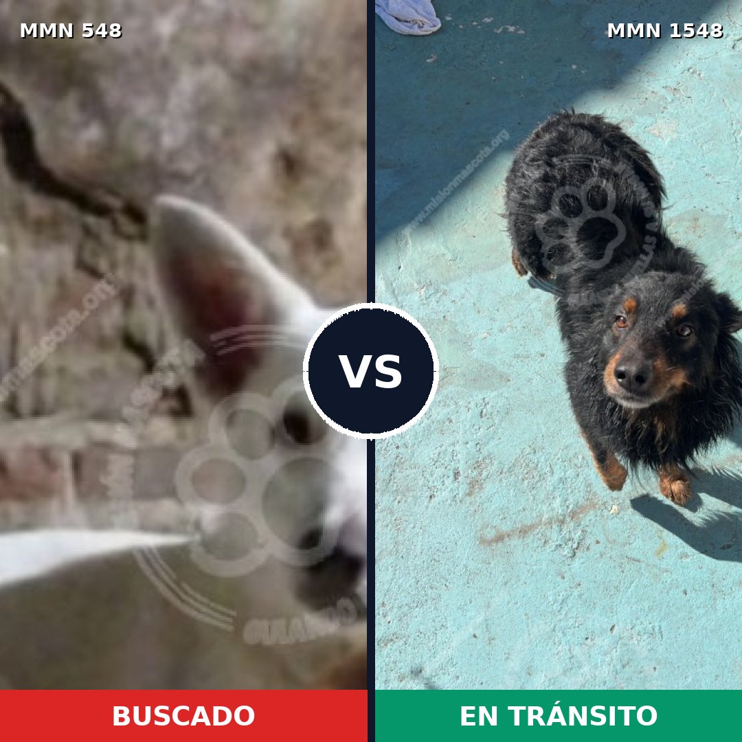 Comparativa MMS 30327: mascota perdida y mascota encontrada, 57% de similitud