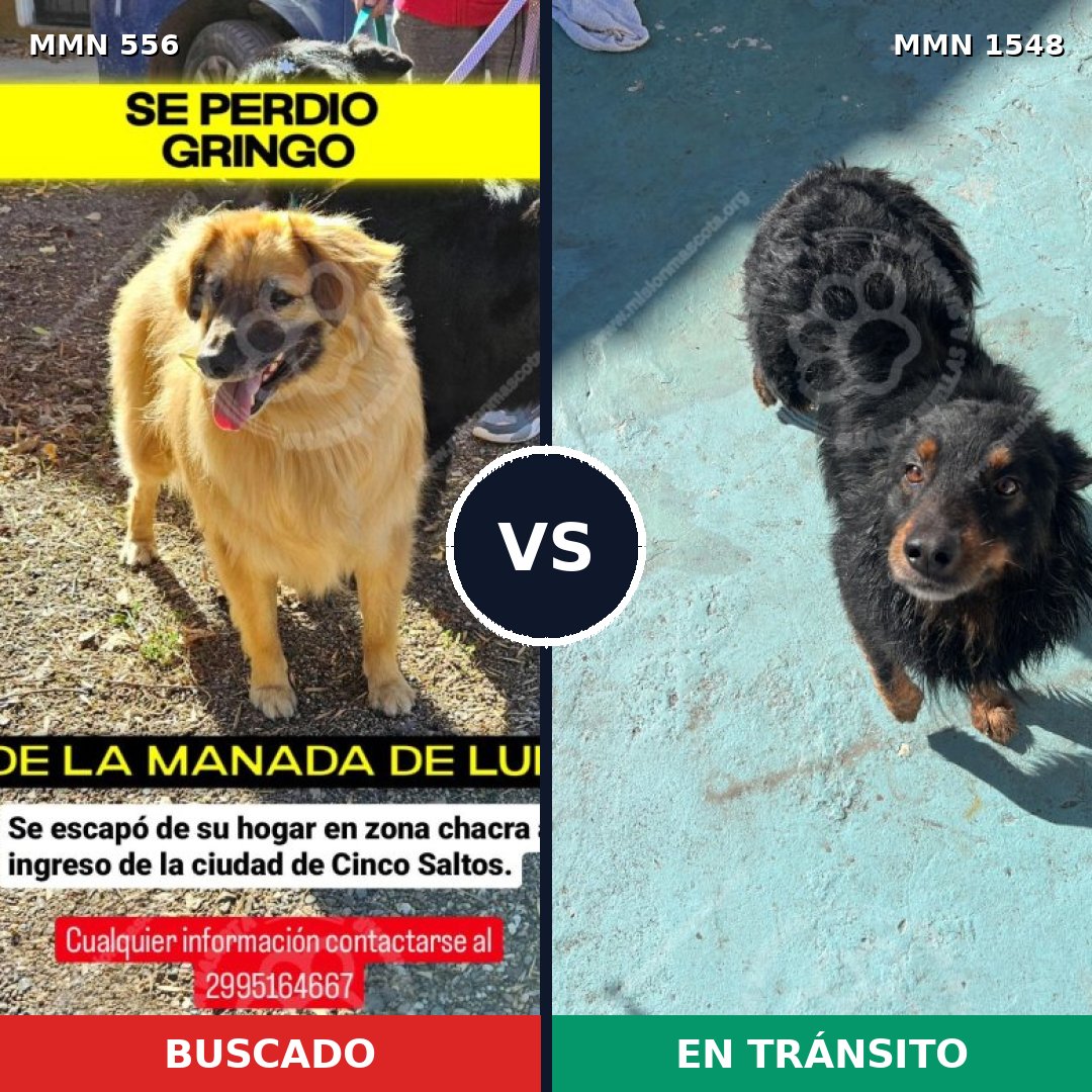 Comparativa MMS 30328: mascota perdida y mascota encontrada, 62% de similitud