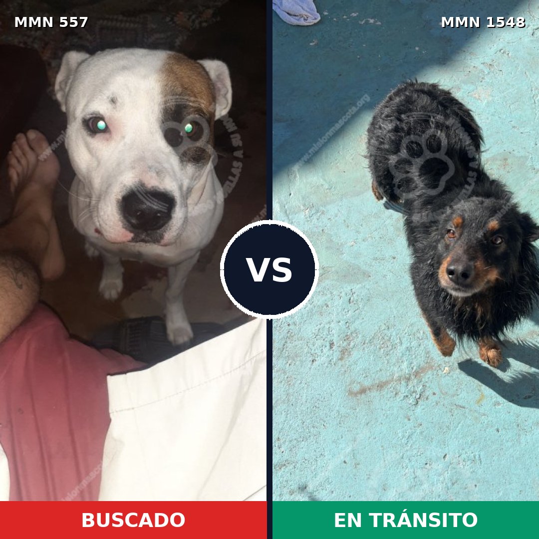 Comparativa MMS 30329: mascota perdida y mascota encontrada, 52% de similitud