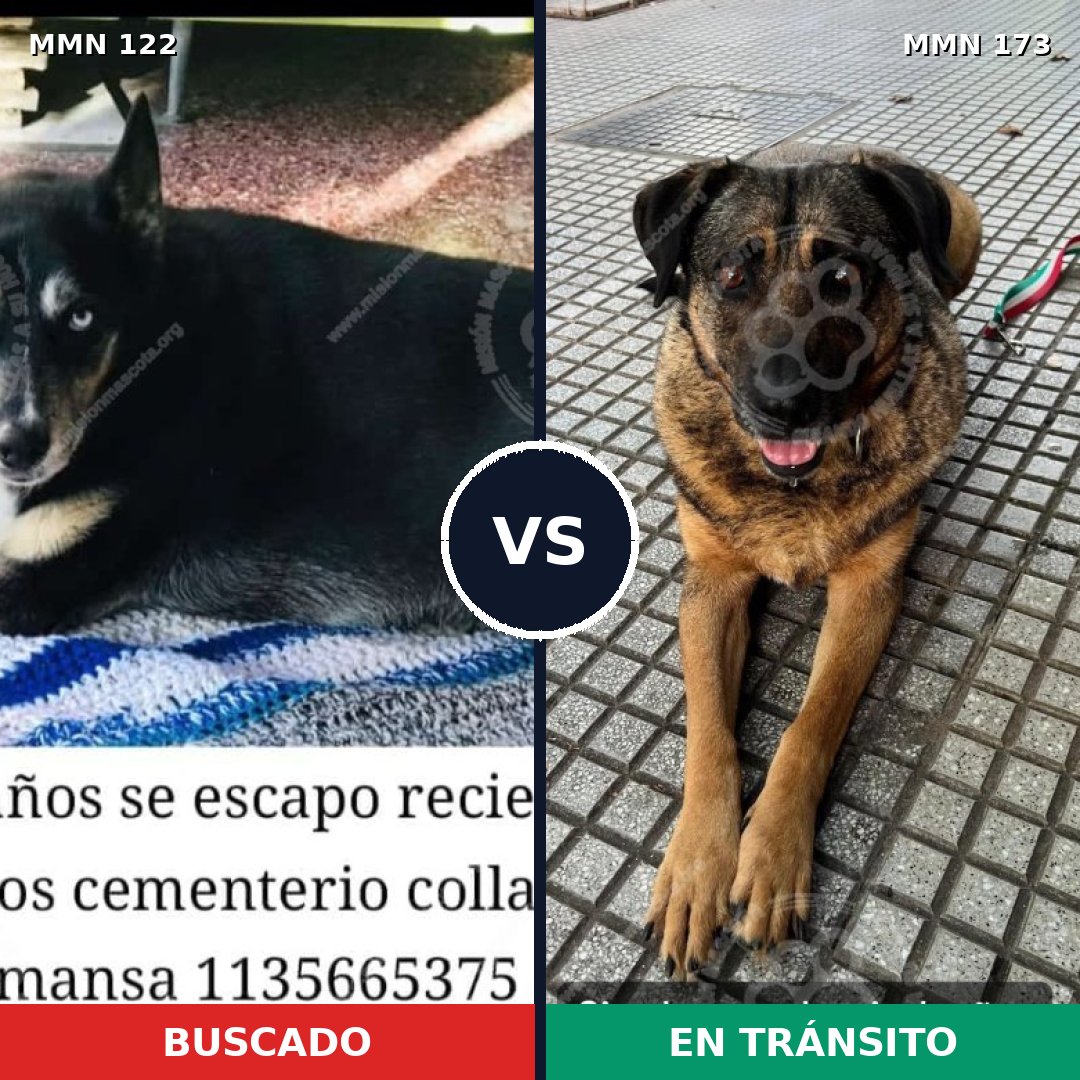 Comparativa MMS 3033: mascota perdida y mascota encontrada, 23% de similitud