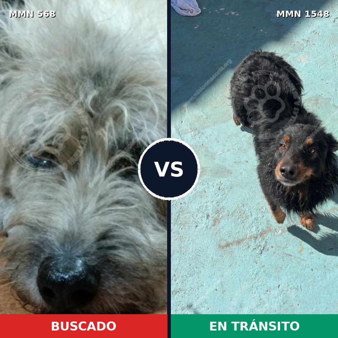 Comparativa MMS 30330: mascota perdida y mascota encontrada, 69% de similitud
