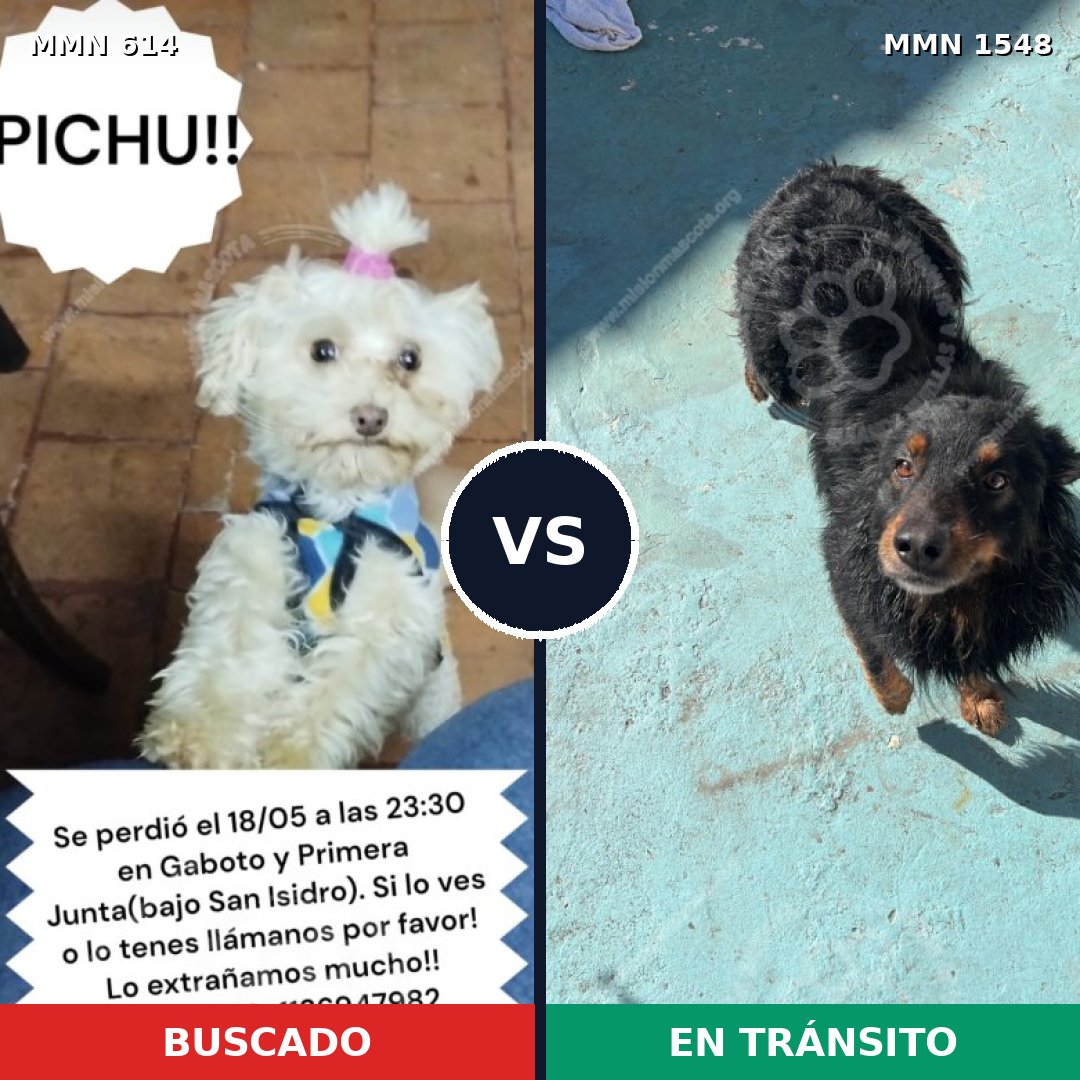 Comparativa MMS 30335: mascota perdida y mascota encontrada, 27% de similitud