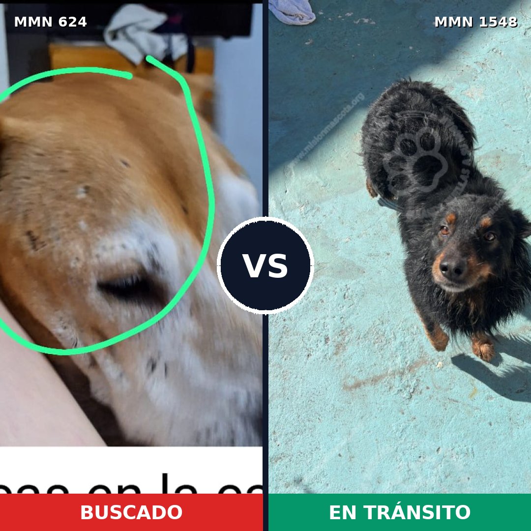 Comparativa MMS 30336: mascota perdida y mascota encontrada, 29% de similitud