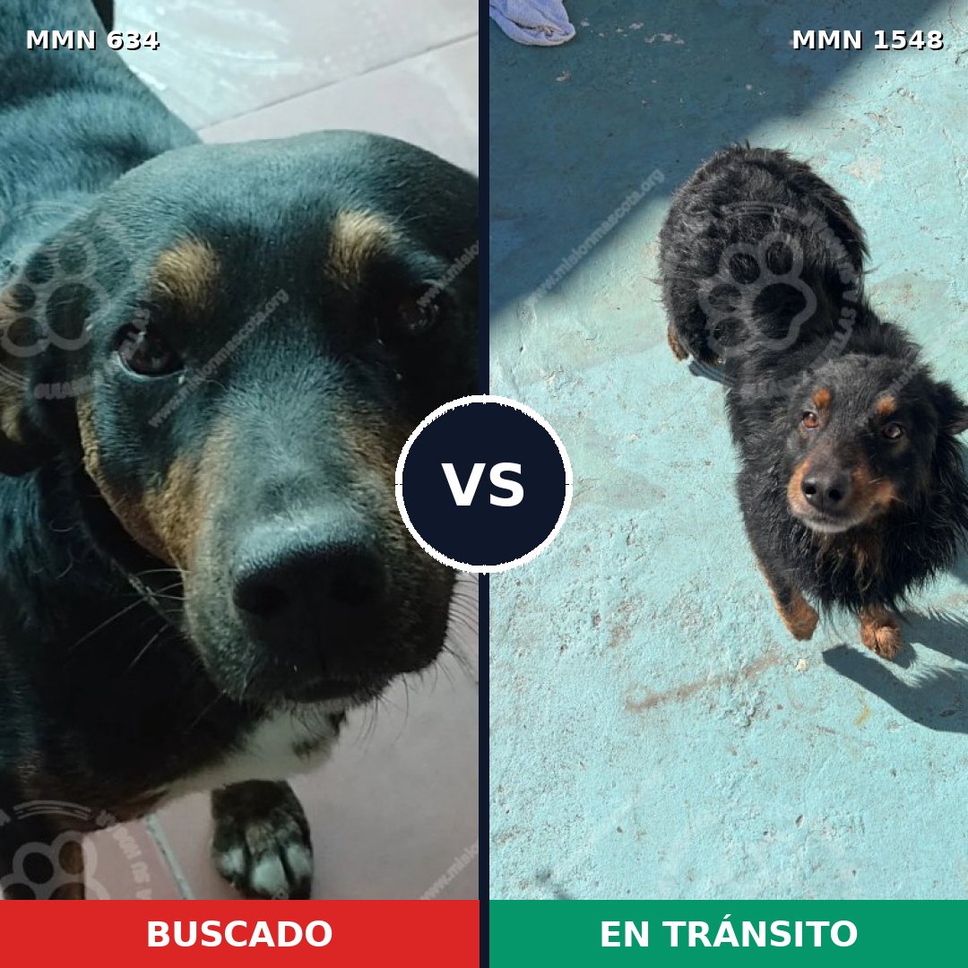 Comparativa MMS 30337: mascota perdida y mascota encontrada, 73% de similitud