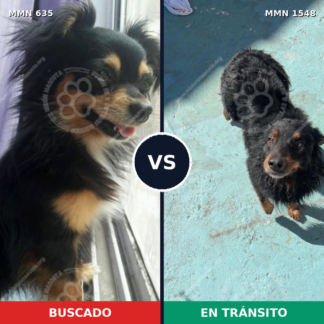Comparativa MMS 30338: mascota perdida y mascota encontrada, 37% de similitud
