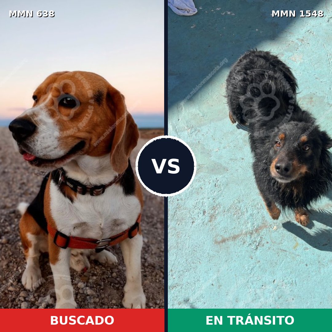 Comparativa MMS 30339: mascota perdida y mascota encontrada, 32% de similitud